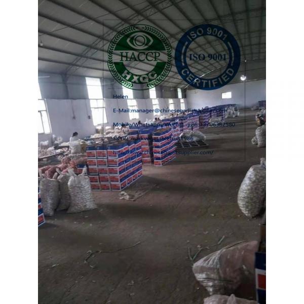 China pure white garlic with tube package are exported to Nicaragua market #1 image