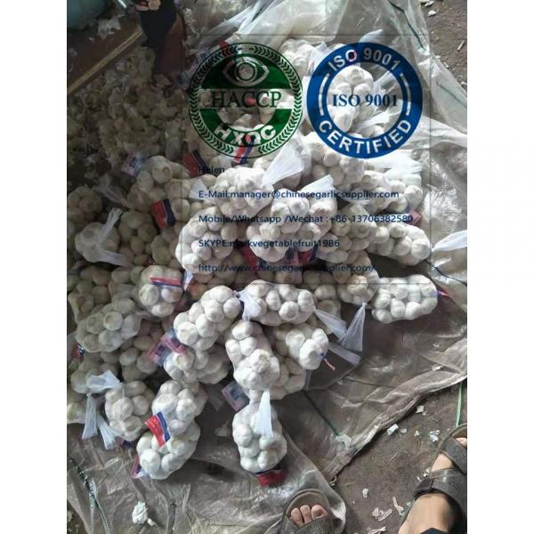 pure white garlic to Nicaragua market with tube package from China garlic factory #7 image