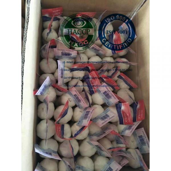 pure white garlic to Nicaragua market with tube package from China garlic factory #1 image