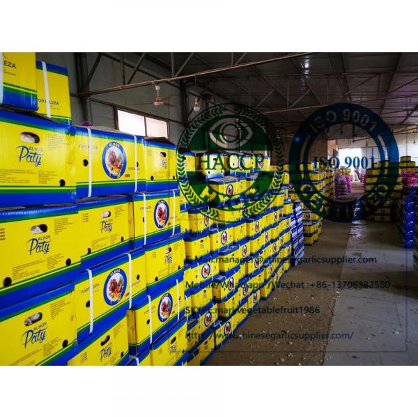 10KG loose carton Normal white garlic to Brasilian market from china #3 image