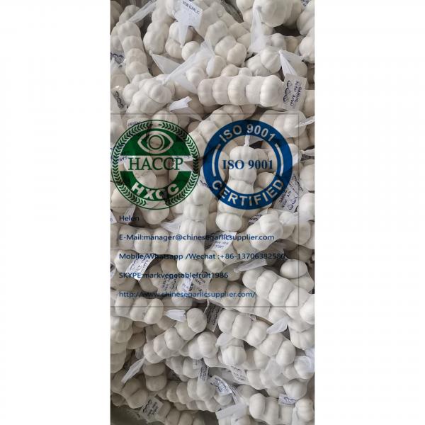 (200g*50 bags=10kg/carton )  pure white garlic  for Iraq market from china #2 image