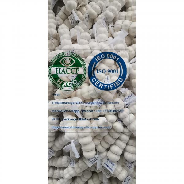 China pure white garlic with tube and carton package for Iraq market. #3 image