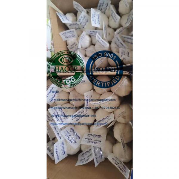 China pure white garlic with tube and carton package for Iraq market. #2 image