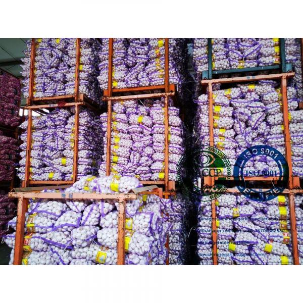 Best quality garlic with meshbag to Philippines market from china #3 image