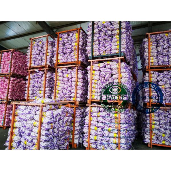 Best quality garlic with meshbag to Philippines market from china #1 image
