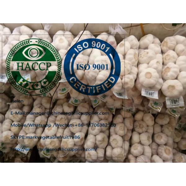 Fresh normal white garlic are exported to  Ghana market from china #2 image