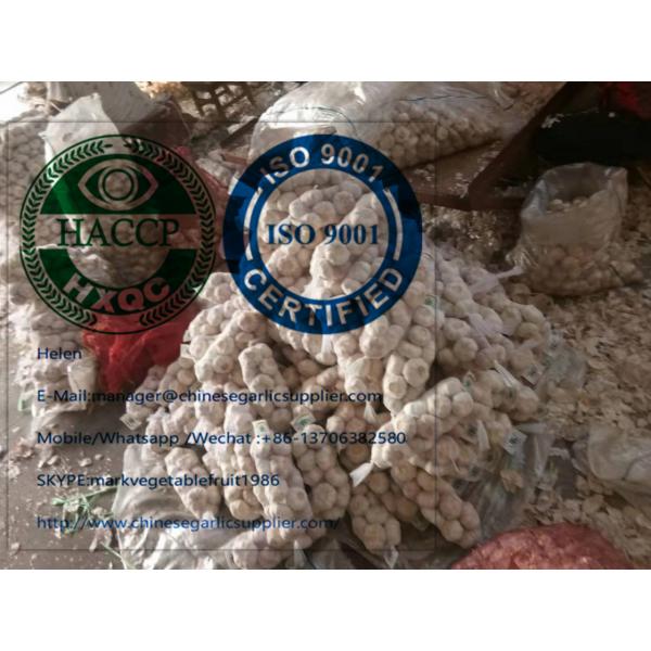Fresh normal white garlic are exported to  Ghana market from china #3 image