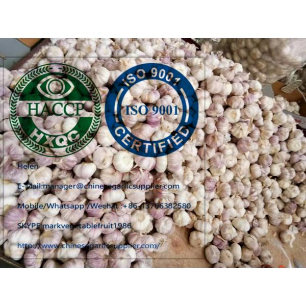 Fresh normal white garlic are exported to  Ghana market from china #6 image