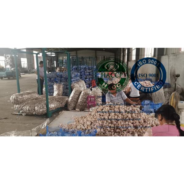 normal white garlic with meshbag package to Dominica market from china garlic factory #1 image