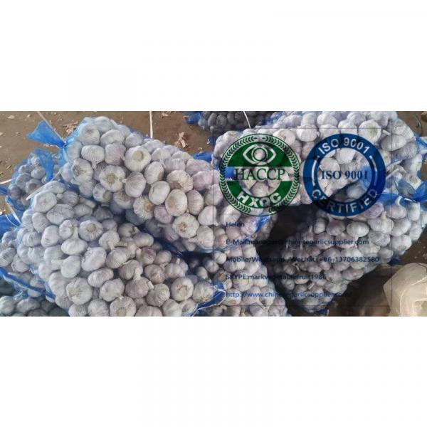 normal white garlic with meshbag package to Dominica market from china garlic factory #3 image