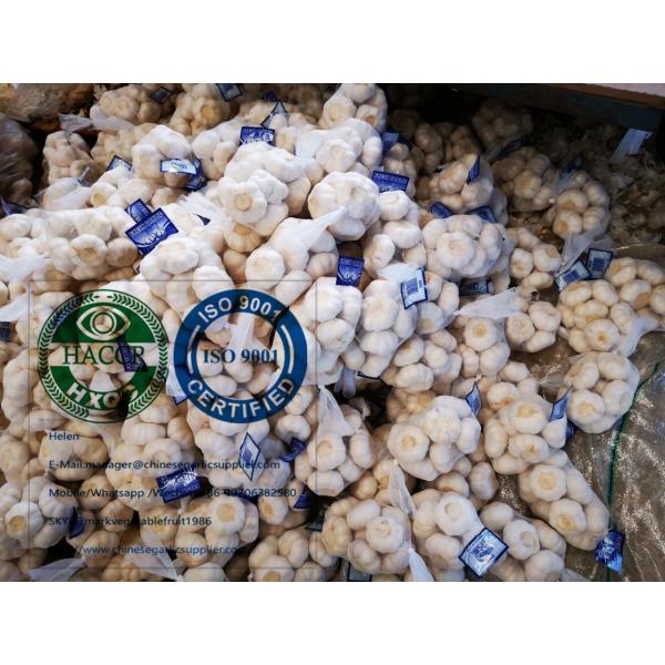 pure white garlic are exported to Holland market from china garlic factory #1 image
