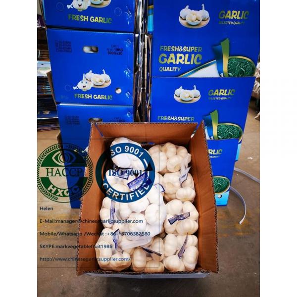pure white garlic are exported to Holland market from china garlic factory #4 image