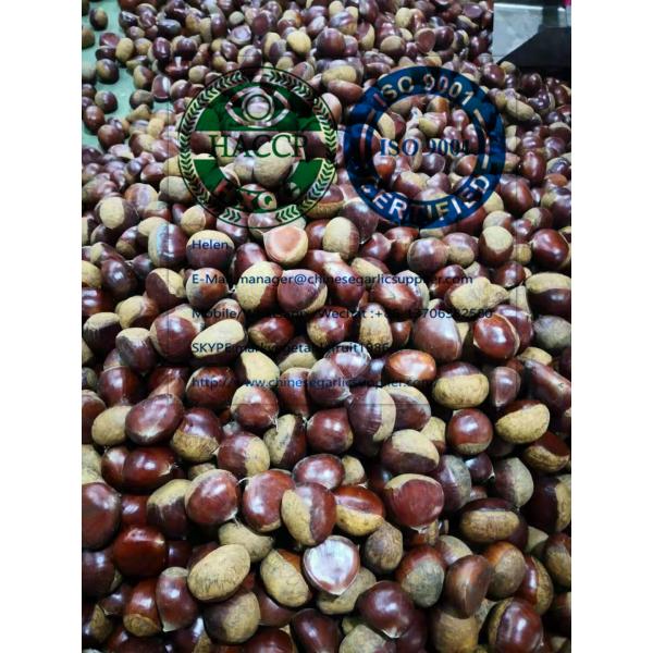 2019 new crop china fresh chestnut #5 image