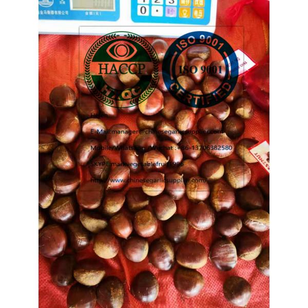2019 new crop china fresh chestnut #2 image