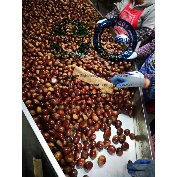 2019 new crop china fresh chestnut on hot selling #3 image