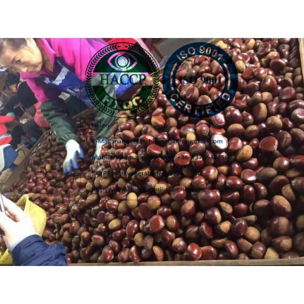 2019 new crop china fresh chestnut #3 image