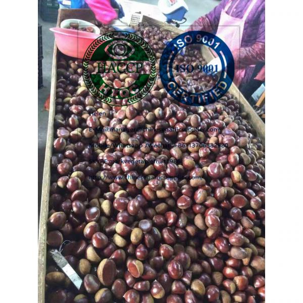 2019 new crop china fresh chestnut on hot selling #6 image