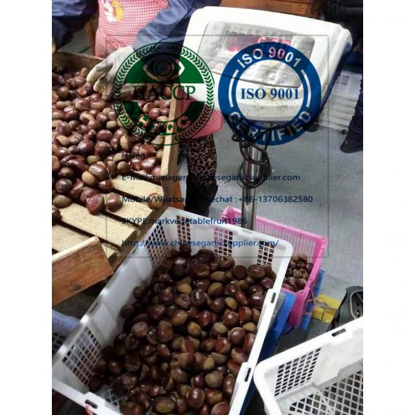 2019 new crop china fresh chestnut #4 image