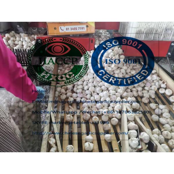 10KG Loose carton Normal white garlic are exported to Africa market from china #1 image