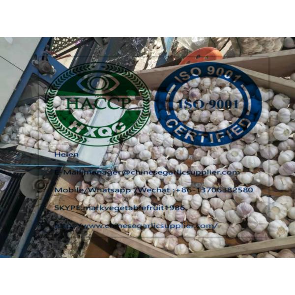 10KG Loose carton Normal white garlic are exported to Africa market from china #4 image
