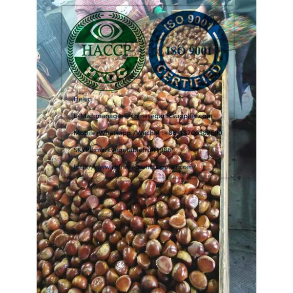 2019 new crop china chestnut are exported to Turkey market #3 image