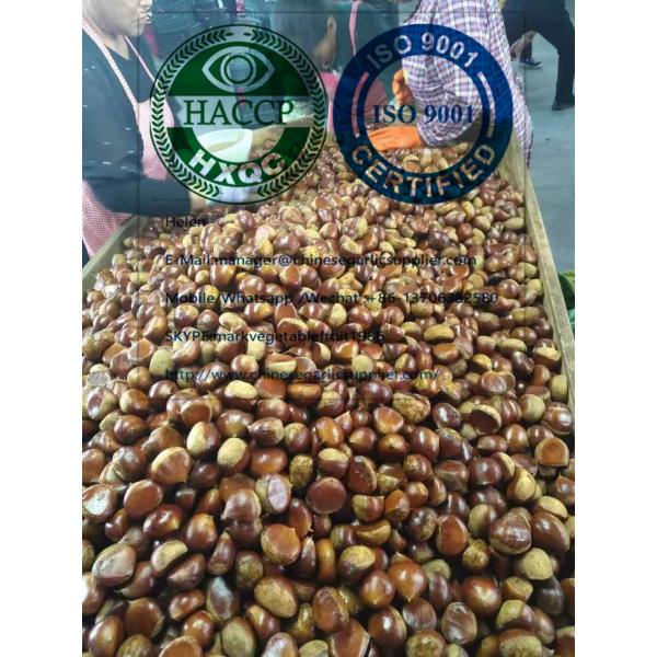 2019 new crop china chestnut are exported to Turkey market #4 image