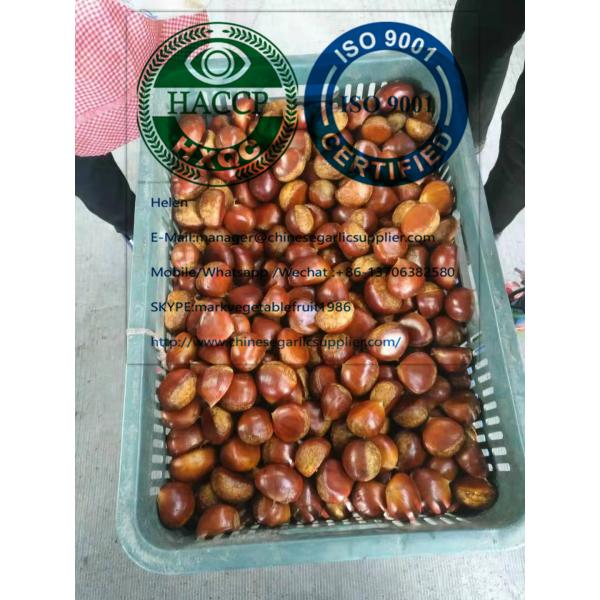 2019 new crop china chestnut are exported to Turkey market #5 image