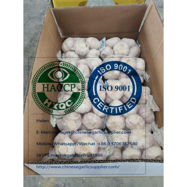GREAT QUALITY CHINA GARLIC ARE EXPIRTED TO COSTA RICA MARKET. #6 image