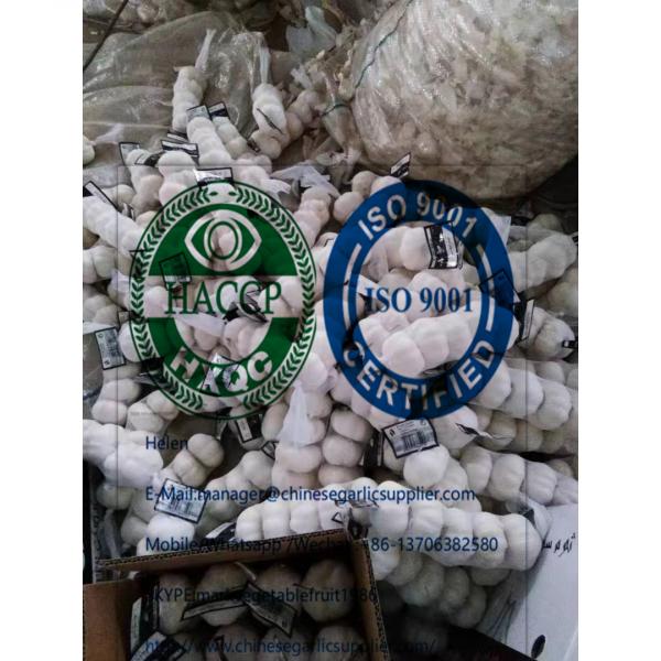 4.5cm pure white garlic with tube and carton package to Iraq from china garlic factory #1 image