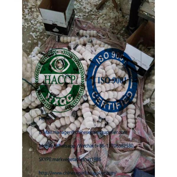 4.5cm pure white garlic to Iraq  from china garlic factory #6 image