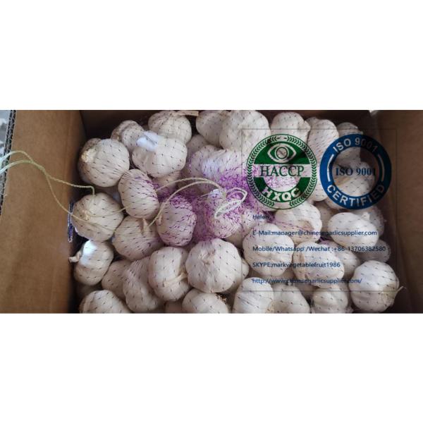 Top quality china pure white garlic to EU market from china garlic factory #1 image