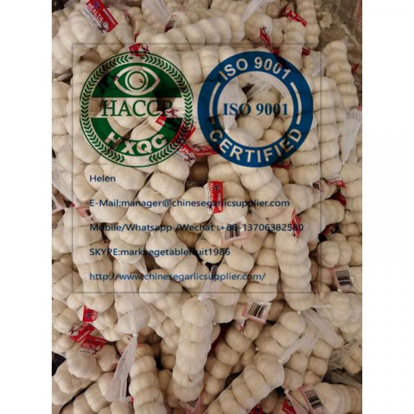 Top Quality pure white garlic with tube meshbag package to Lebanon market #1 image