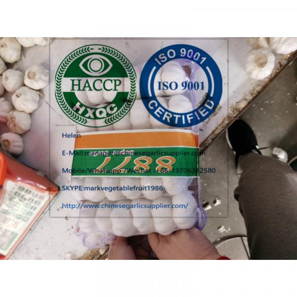 pure white garlic with tube meshbag package to Lebanon market #1 image