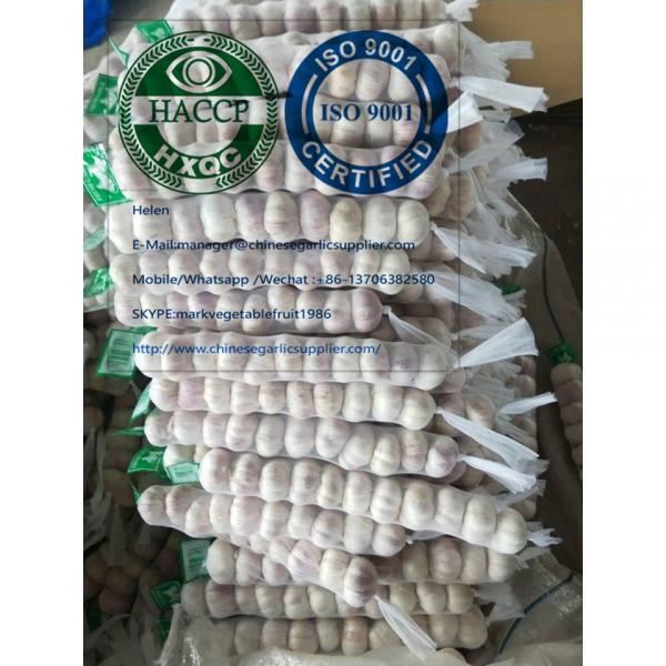 Top Quality Normal white garlic with mesh bag package to Panama market #2 image