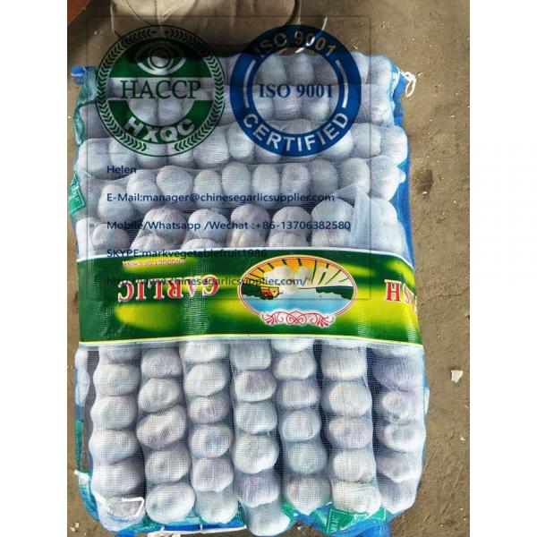Top Quality Normal white garlic with mesh bag package to Panama market #3 image