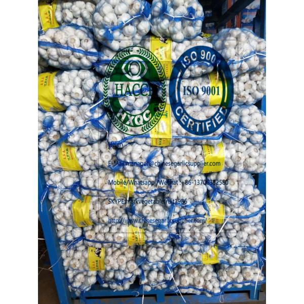 6.0-6.5cm pure white garlic with 10kg mesh bag To turkey market from china garlic factory #2 image
