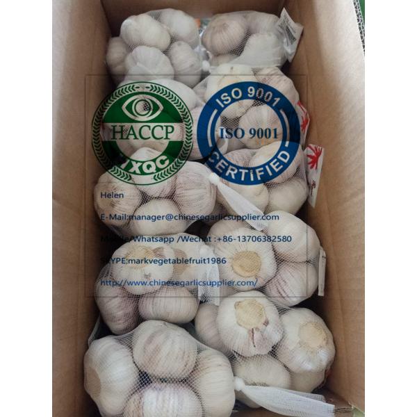 Normal white garlic with carton package to EU market #2 image