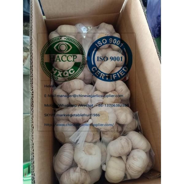 China top quality Normal white garlic with carton package to EU market #1 image
