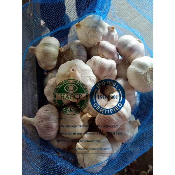 (5.5-6.0cm) size china normal white garlic with meshbag package to Dominican Republic market #3 image