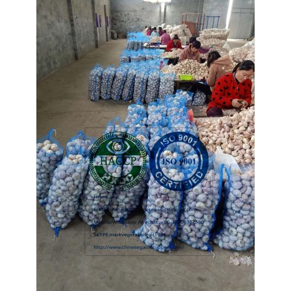 china normal white garlic with meshbag package to Dominican Republic market #2 image