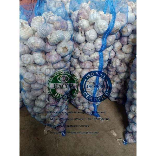 china normal white garlic with meshbag package to Dominican Republic market #3 image