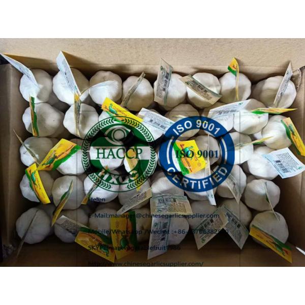 Pure white garlic with Tube meshbag & Carton package for EU market #2 image