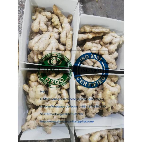 Top quality china ginger with 5KG Plastic carton #1 image