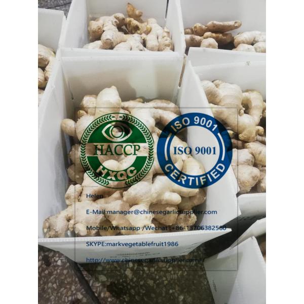 Top quality china ginger with 5KG Plastic carton #2 image