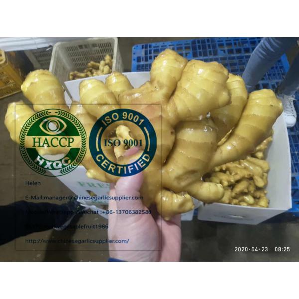 Fresh ginger with Plastic carton from china #1 image