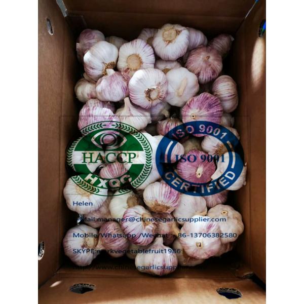 Normal white garlic with 10KG loose carton to Singapore market. #1 image