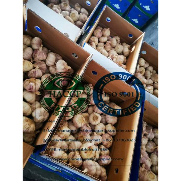10KG loose carton  Normal white garlic to Singapore market. #2 image