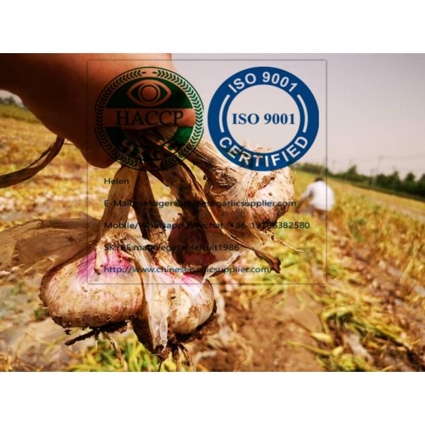 2020 new crop garlic from china #3 image