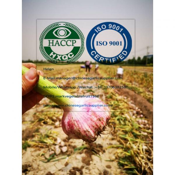 2020 new crop garlic from china #1 image