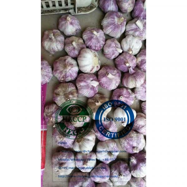 2020 new crop garlic is harvested in china #2 image